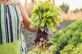 A peanut bush is about 50cm high and 1 meter wide. Peanut Plant Growing Guide For Home Gardeners