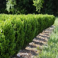Check spelling or type a new query. Newgen Freedom Boxwood Shrubs For Sale Online Garden Goods Direct