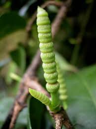 Image result for Gnetaceae