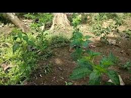 Terbukti bahwa tanaman cabe dalam rumah kaca bisa bebas dari penyakit daun keriting. Budidaya Cabe Rawit Di Bawah Pohon Jati Atau Menanam Cabe Rawit Di Lahan Tanaman Jati Youtube