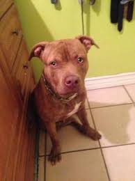 Free 11 Month Old Red Nose Pitbull Has All Shots Only Needs Rabies One Dont Have Time For Him Text Me At 1 949 667 4315 Red Nose Pitbull Pitbulls Red Nose
