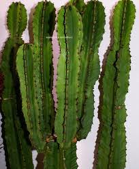 Image result for Euphorbia candelabrum