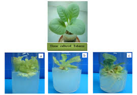 Image result for plant tissue culture