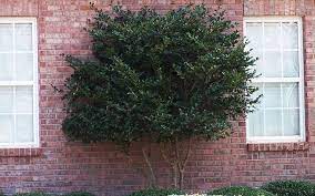 Wavy Leaf Ligustrum Ligustrum Japonica Recurvifolium Evergreen Flowering Shrubs Fast Growing Evergreens Buy Plants