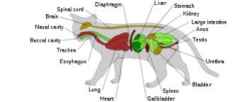 A cat can jump up to six times its length. Cat Wikipedia The Free Encyclopedia