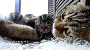 The average kitten is delivered with three very strong pushes on mama cat's part. Purr Fect Video Amazing Mother Cat And Cute Baby Meowing Funny Kittens Youtube