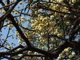 Image result for Embelia xylocarpa