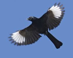 Birds Of The Southwest Usa Image Result For Phainopepla Animales Aves