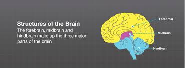 This is largely because certain types of tumors are more common in one gender or the other (for example, meningiomas are more common in women). Brain Anatomy Brainlab Org