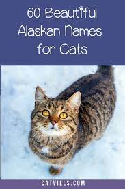 Top 60 Most Beautiful Alaskan Cat Names You Ve Ever Heard Cat Names Cats Alaskan