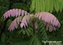 Image result for Lepisanthes