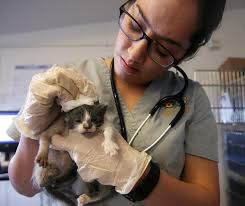 Tucson animal center has veterinarian shortage, struggles to keep up