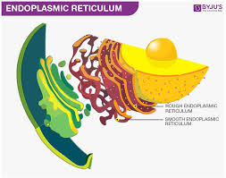 Autolysis n decomposition of dead substrate under the n mitochondria: Endoplasmic Reticulum Structure And Its Functions