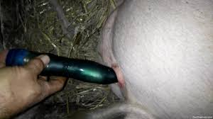 Pig pussy getting fucked with a beautiful sex toy