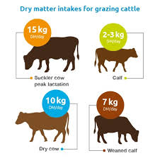 Calculating Dry Matter Intakes For Rotational Grazing Of Cattle Ahdb
