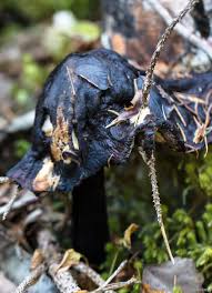 Abonniere envato elements für unbegrenztes herunterladen von photos gegen eine monatliche gebühr. St Veit In Der Gegend Schwarzer Pilz Naturfotografie Natur Pflanzen