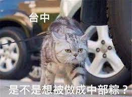台灣貓貓 縣市梗圖 太中肯 經典重現 刻板印象 萬名網友瘋傳 littlepet cc 萌寵小可愛 cute pictures cute pics