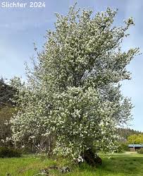 Image result for Amelanchier alnifolia