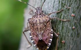 Adults are dark gray to brown/black. Frequently Asked Questions About Stink Bugs