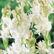 Tuberose Garden Express Australia S Largest Online Nursery Garden Express Long Lasting Flower Flower Spike