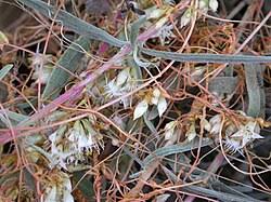 Image result for Cuscuta hyalina