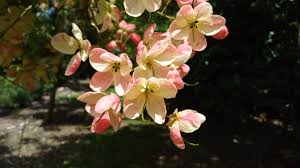 Image result for Cassia javanica