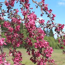 Discover affordable furniture and home furnishing inspiration for all sizes of wallets and homes. Malus X Purpurea Crimson Cascade Weeping Flowering Crab Apple Tree