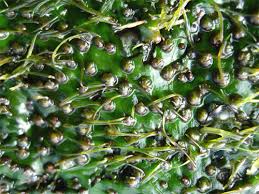 Image result for Podostemaceae