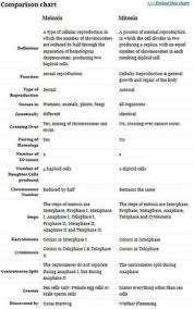 Venn Diagram Mitosis And Meiosis Bismi Margarethaydon Com