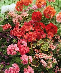Image result for Geranium vagans