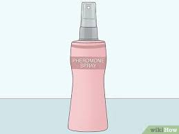 3 Simple Ways To Help A Cat With Anxiety Wikihow