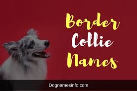 border collie names for rough dogs