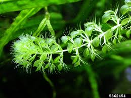 Image result for Aldrovanda vesiculosa