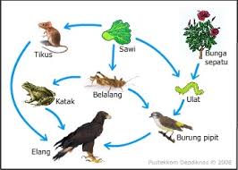 Maybe you would like to learn more about one of these? Jaring Jaring Makanan Pengertian Contoh Gambar Lengkap