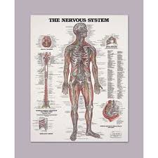 anatomical chart of the nervous system