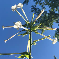 Image result for Nicotiana