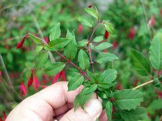 Bouturer Le Fuchsia Feuilles De Plantes Jardinage De Fee Et Idees Jardin