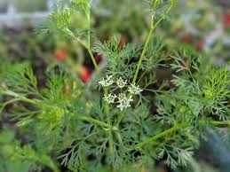 Cover the seeds thin suitable for wintersowing sow in situ start indoors. Growing Dill In Florida An Easy And Fun Herb To Grow