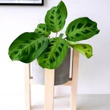 Monstera Monkey Mask Pielegnacja I Problemy Zolte Liscie Leaflo
