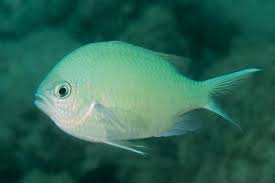 Image result for Triceratorhynchus viridiflorus