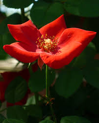 Use this popular annual flower in a container or bed, although a hanging basket might showcase its bright color best. Pictures Of Flowering Plants That Grow Well In My Houston Garden In October Dengarden
