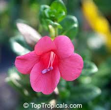 Image result for Barleria galpinii
