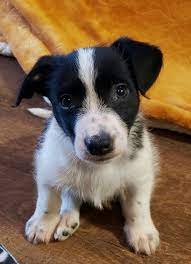 Jolly Adoptable Dog Puppy Male Border Collie Jack Russell Terrier Mix Border Collie Mix Puppies Corgi Mix Puppies Puppy Adoption
