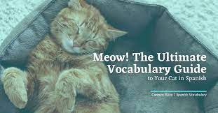 Meow The Ultimate Vocabulary Guide To Your Cat In Spanish