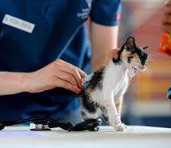 Maybe you would like to learn more about one of these? Low Cost Veterinary Services