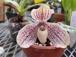 Image result for Cynorkis anacamptoides