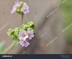 Image result for Boerhavia erecta