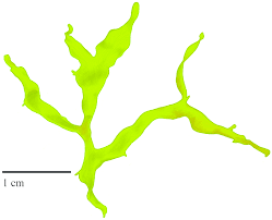 Image result for Lomariopsis