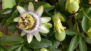 Can We Eat This Passion Flower Fruit Thanks In Advance Gardening Garden Diy Home Flowers Roses Nature Landscapin Passion Flower Flowers Horticulture