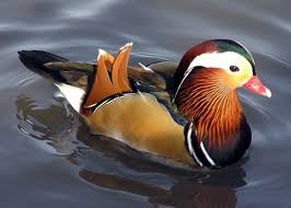 This article will dive deeper into the setup costs of pet ducks, as well as the annual. Pet Duck Free Stock Photos Download 1 283 Free Stock Photos For Commercial Use Format Hd High Resolution Jpg Images